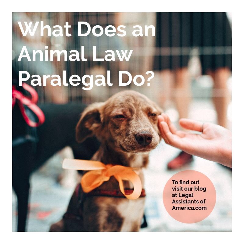 AssistantsOf's tweet photo. Have you ever wondered what an animal law paralegal does? ⚖️✍️🐾 Call us at 317.983.4675 / Visit our site: https://t.co/quHIiQJ6PG #paralegal #lawyer #career #legaljobs #jobsearch #vegan #breakingnews #animals #legalassistant #legalassistantjobs #job #hbcu #animallaw #jobpost https://t.co/mXcLW3mjI3