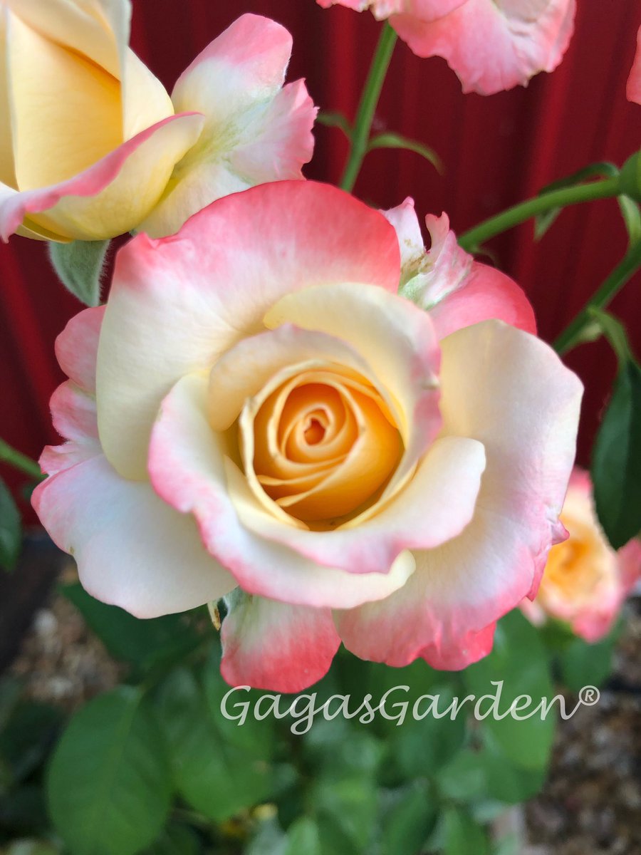gagasgarden's tweet photo. ‘Dr. Jane Goodall’ by @JacksonPerkins is a perfect rose in every way:
#winterhardy
#fragrant
#floriferous
#roses #photograghy #JaneGoodall
#MyJPRoses #JPRoses #JacksonandPerkins https://t.co/YE5u5Svmmr