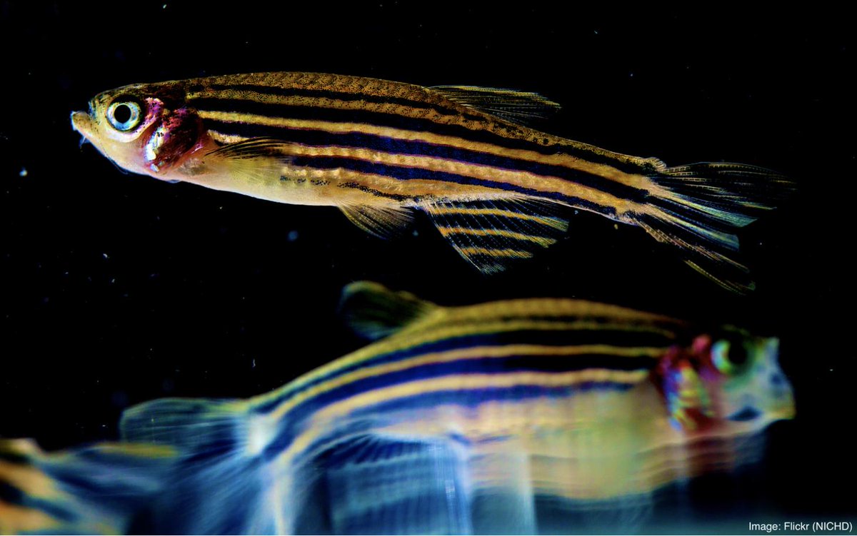oceangen_'s tweet photo. Its all in the wash! New science suggests PP #microfibres accumulate to higher levels &amp; pose more health risks (low bodyweight, metabolic disruption, gut inflammation &amp; microbiome disturbance) to tropical fish than #microbeads. #POplasticscience https://t.co/W43sg09Jmg https://t.co/A2T1GXxnnD