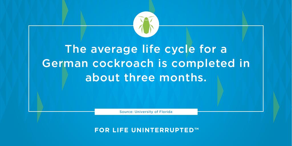SyngentaPest's tweet image. #PestFact: German cockroaches adapt quickly. Manage them with proven #CockroachSolutions: ow.ly/oq9D30p6uCv