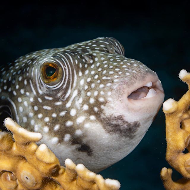 Ser1993's tweet photo. Puffer fish and his teeth.
Hurghada - Egypt
#Easydive #easydiverman #padi #scuba #diving #sony #underwater #uwphotography #dive #egypt #redsea https://t.co/bk4h2CBukt https://t.co/MZ0RcYK3cI