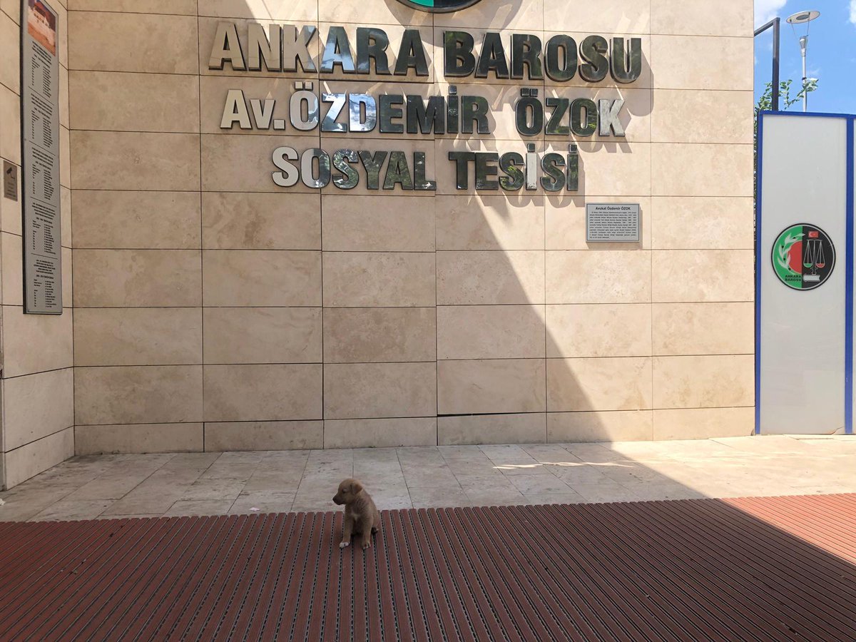 Annesini kaybetmiş bir halde sokakta ağlarken bulunan Rinti, dosta korku düşmana güven vermek üzere Ankara Barosu Av. Özdemir Özok Sosyal Tesisi’nde bekçi olarak işe başlamıştır. 

Tüm meslektaşlarımız ve kamuoyuna sevgiyle duyrulur 🐶❤