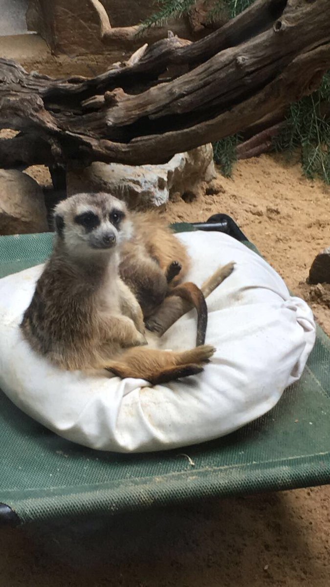 Can't remember why I took this picture of two meerkats chilling, but here...enjoy this picture of two meerkats chilling