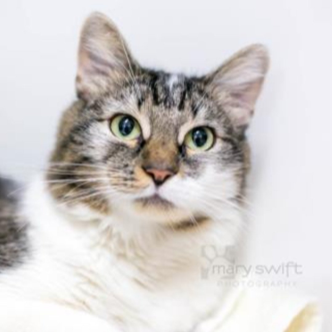 bmorehumane's tweet photo. Handsome Joshua would love to go home with you!  He's previously lived with cats, kids, and dogs.  Joshua is just over a year old and would love to find his furever family this week.  His adoption fee is waived for #MD2000 https://t.co/ydOdlZpu4y