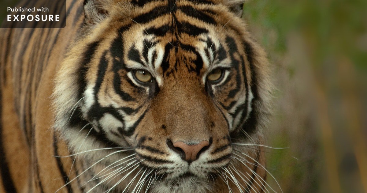 MidoriPaxton's tweet photo. #Tiger populations have plunged 95% In the last century. The race is on to save the last 400 #SumatranTigers. #PredatorsUnderThreat #iProtectBigCats

https://t.co/AVo6TtsZ2Z https://t.co/MbDAxSINtR