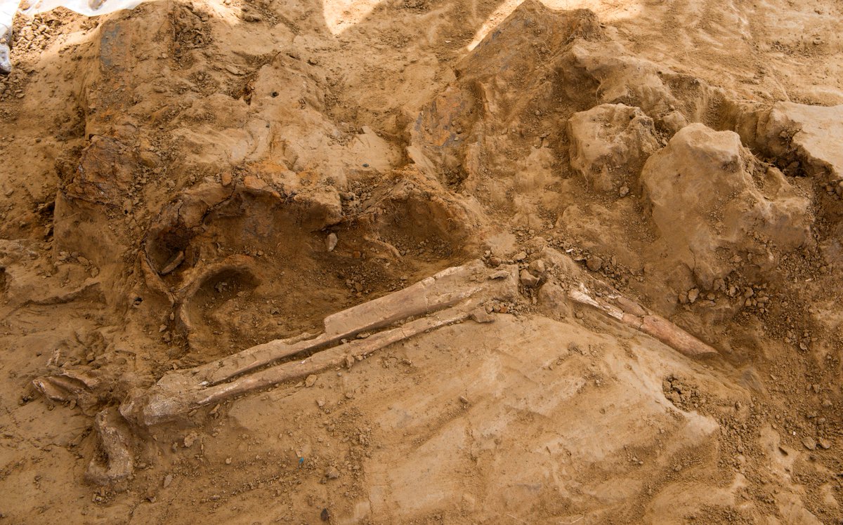 DigWaterloo's tweet photo. At the site of former field hospital Mont-Saint-Jean, our students, archaeologists and veterans have found several human leg bones, in what we believe to be a pit where limbs amputated in the hospital during the #BattleofWaterloo were thrown. Stay tuned for more details! #WU2019 https://t.co/w2eBKggixd