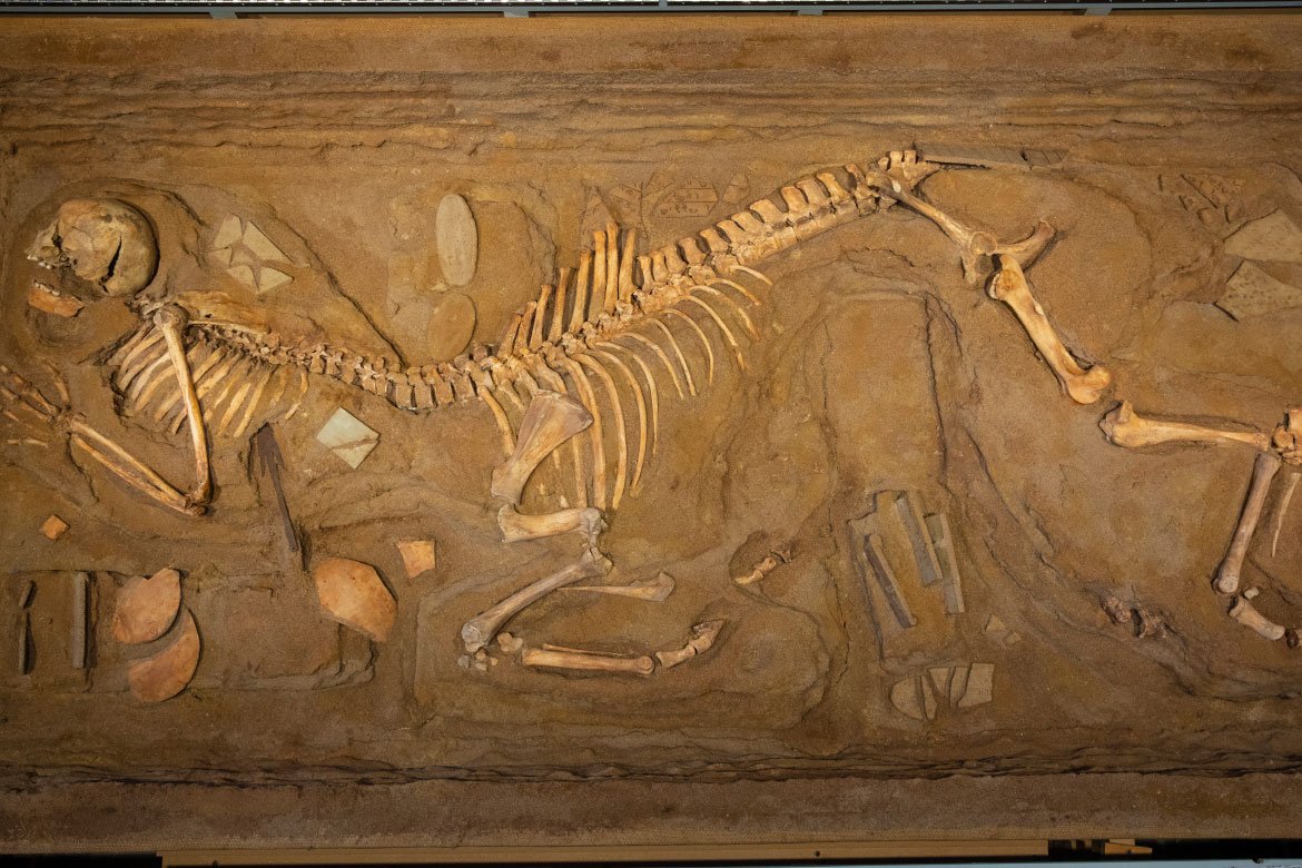 UTKnoxville's tweet photo. Is there really a skeleton of a centaur in @UTKLibraries? For 25 years, this exhibit from @ArtUTK has reminded us to remain skeptical of what may appear to be true. https://t.co/zxNtfMYSGR https://t.co/K8Mc8w0Ox8