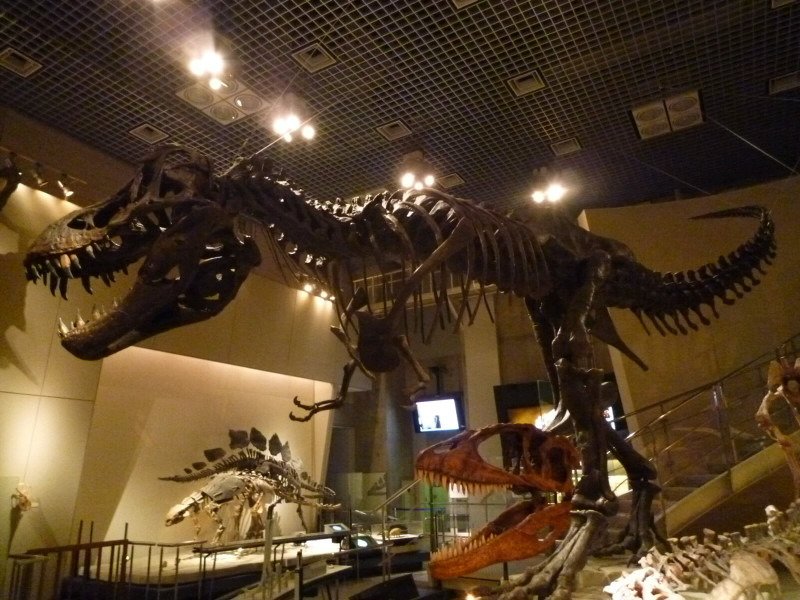 樂壱 ウニクロ 国立科学博物館 東京都台東区上野公園にある 仮面ライダーｗ の第45 46話の風都博物館ですわ そりゃここで翔太郎とテラー ドーパント園咲琉兵衛と会話した場所ですから丸一日居ても飽きないわ