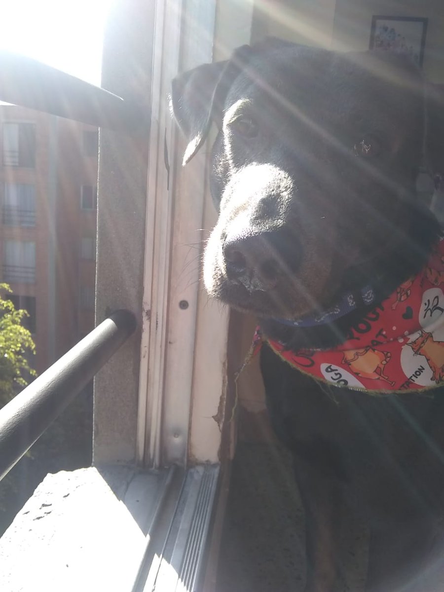 'Tómame una foto así como esperando a que alguien me adopte'