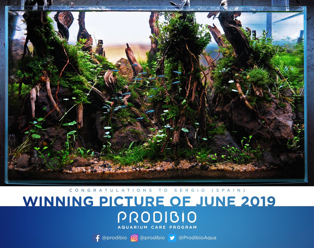 ProdibioAqua's tweet photo. Aquarium of the month - june 2019
#prodibio #AquariumOfTheMonth #aquascaping #prodibiorange
#lifecanbe beautiful ! https://t.co/Th9WOWwqSb