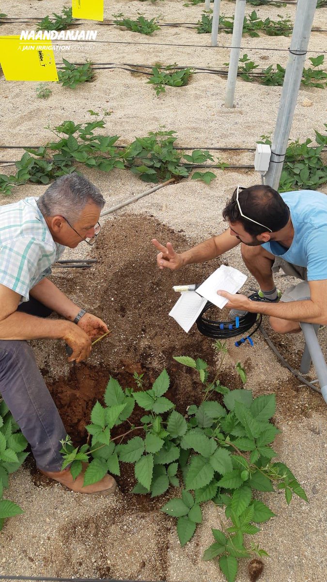 RivulisOfficial's tweet photo. #Root_Sense installations around the world: #Blackberries_Greenhouse according to the #Bio_dynamic_approach in El Ejido (Almeria), #Spain.
Using the @NaanDanJain #Root_Sense system will enable the grower to monitor and act up-on real time data of the Blackberries roots needs. https://t.co/9uIiarRkIA