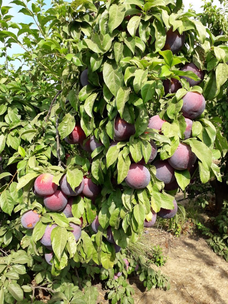 pfernandez1975's tweet photo. 📷📷Estrategia de Nutrición y Bioestimulación con productos de #SIPCAM en Ciruela, Var. Fortuna, Finca Cerro El Esparragal, Valdivia(Badajoz) #Efficient #Blackjak #Tonofol #Record #StiloHydro #HFCalibra #StimulNossumSP #Perfectose #LiquiK #STILOμKuality 💪💪🍑🍑 https://t.co/IAa8ogPYOW