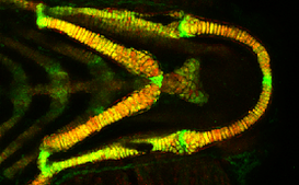 AaronJonScott's tweet photo. Who's coming to the South West Zebrafish Meeting?
The deadline for abstracts is this Saturday!
https://t.co/BlBloiynOZ
We have 2 exciting plenary speakers:
@LynneUSneddon from @LivUni
and Prof Soojin Ryu @UniofExeter
Thanks to our sponsors @Co_Biologists and Tecniplast
#SWZM19 https://t.co/e439UACjQu