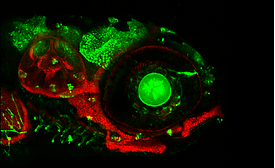 AaronJonScott's tweet photo. Who's coming to the South West Zebrafish Meeting?
The deadline for abstracts is this Saturday!
https://t.co/BlBloiynOZ
We have 2 exciting plenary speakers:
@LynneUSneddon from @LivUni
and Prof Soojin Ryu @UniofExeter
Thanks to our sponsors @Co_Biologists and Tecniplast
#SWZM19 https://t.co/e439UACjQu