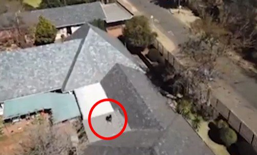 News24's tweet photo. WATCH: 'Dangerous' baboon on the loose in Northcliff - 'People should stay indoors' | @CannyMaphanga 

https://t.co/WwXiNA6CqQ https://t.co/hv2719gGvA