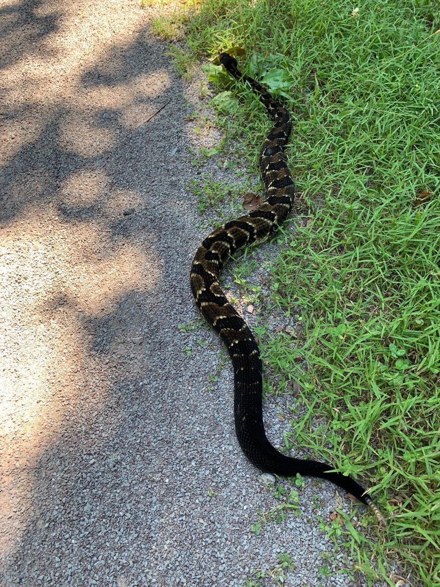 PeterPMarra's tweet photo. Riding the trails in western Maryland and this beautiful animal (dark phase Timber Rattlesnake) appeared out of nowhere #ilovesnakes #closetherpetologist #respectsnakes https://t.co/VVpmFYJ8tL