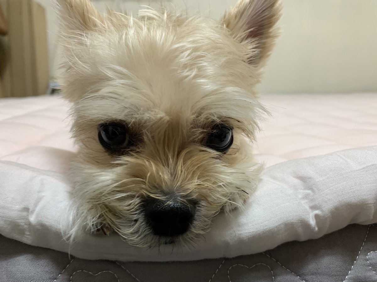 kingddangkong's tweet photo. 네모네모 빔!!! https://t.co/TdVYUTveSS