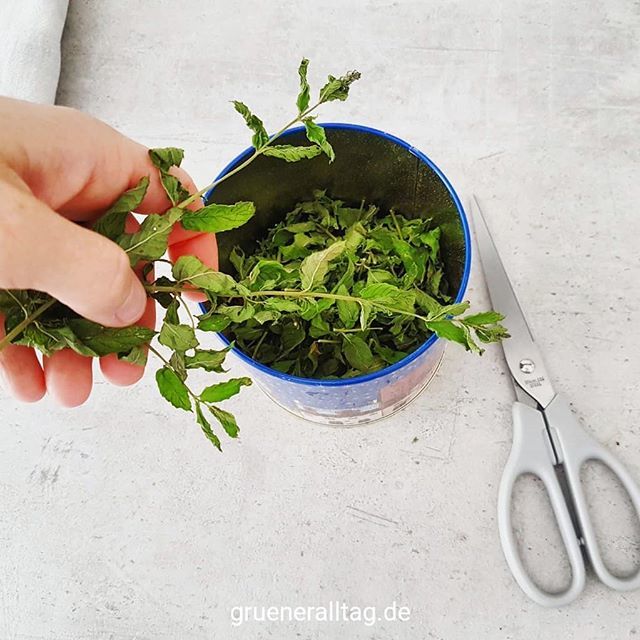 gruenerAlltag's tweet photo. #Pfefferminztee aus eigener Ernte. Zweige kurz vor der Blüte abschneiden, trocknen und anschließend klein schneiden.

EN
#pepperminttea from our own harvest.

#pfefferminzernte #pfefferminze #peppermint #peppermintharvest #growyourownfood #urbangardening… https://t.co/XEUrAteVdJ https://t.co/4BnJB7fXAh