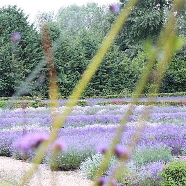 still_onthemove's tweet image. We are going to be bringing Ginny along to make a gin at @longbarnuk on Saturday! Lavender is such a classic botanical in a lot of our favourite American gins and we can’t wait to use Long Barn’s famous lavender. 📷 by @longbarnuk 
#wheresginny #longb… ift.tt/2LW3WS8