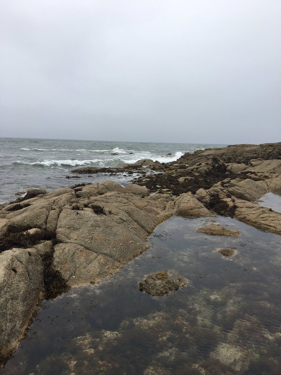 SheenaFennell's tweet image. Wild, windy and wet for rock pool sampling for 4th year projects @EOS_NUIG #bringbackthesummer