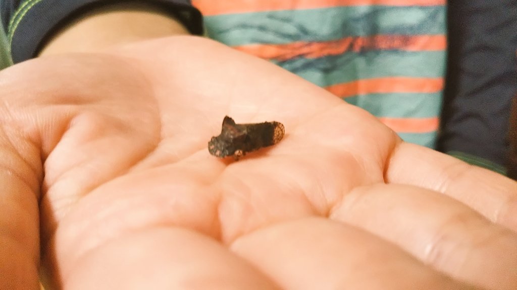 maUpok's tweet photo. 7歳息子『………ッッツ！！！ついに憧れのツノゼミ？！ツノゼミなの？！…？ウンカ？ヨコバイ？アワフキムシ？……。』
奇跡のツノゼミ本を予約しました。 https://t.co/V0VXdpzWXV