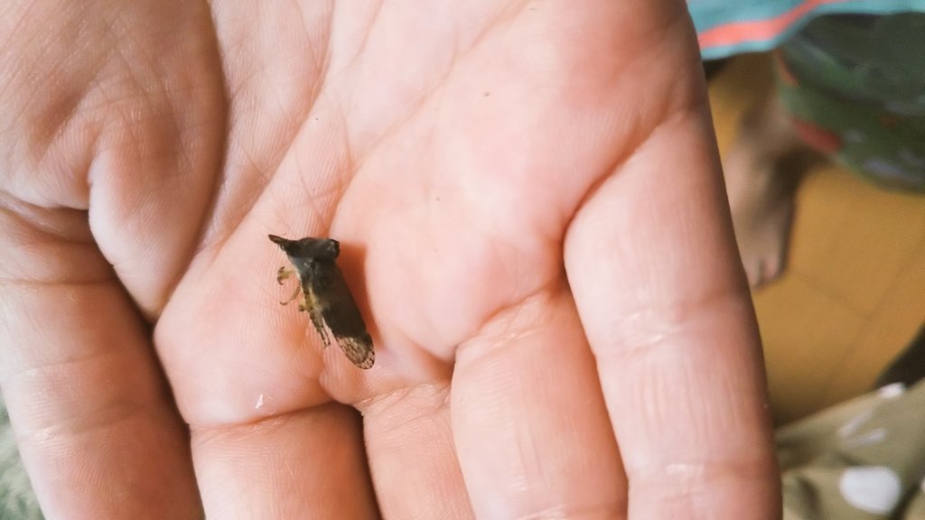 maUpok's tweet photo. 7歳息子『………ッッツ！！！ついに憧れのツノゼミ？！ツノゼミなの？！…？ウンカ？ヨコバイ？アワフキムシ？……。』
奇跡のツノゼミ本を予約しました。 https://t.co/V0VXdpzWXV