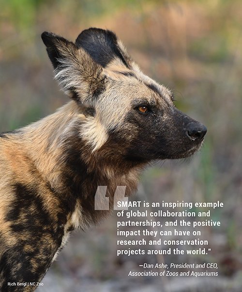 SMARTCnsvTools's tweet photo. "SMART is an inspiring example of global 
collaboration and partnerships, and the positive
impact they can have on research and conservation projects around the world” says .@DanAshe of .@zoos_aquariums Learn more in the 2018 SMART Annual Report https://t.co/arewmMTP1y #SMART2018 https://t.co/TVmioZO5sV