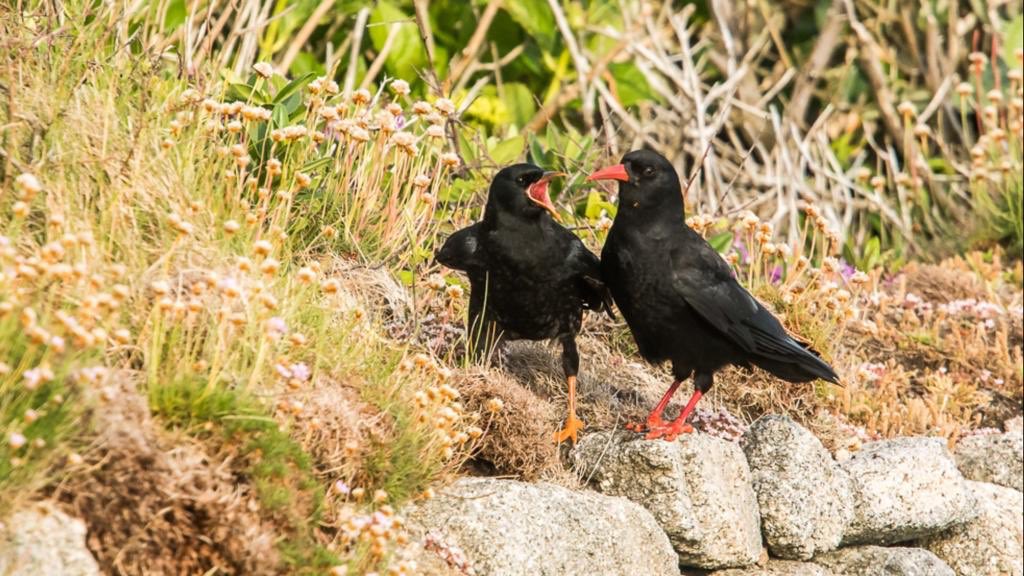We are so pleased to report that 12 chough pairs bred successfully this year, fledging 38 choughlets in total - another record year! 2 more pairs &amp; 10 more choughlets than 2018! 🙌🏻👏🏻 pic <a href="/GreylakeBirder/">𝓖𝓻𝓮𝔂𝓵𝓪𝓴𝓮 𝓑𝓲𝓻𝓭𝓮𝓻</a> #Cornwallhour