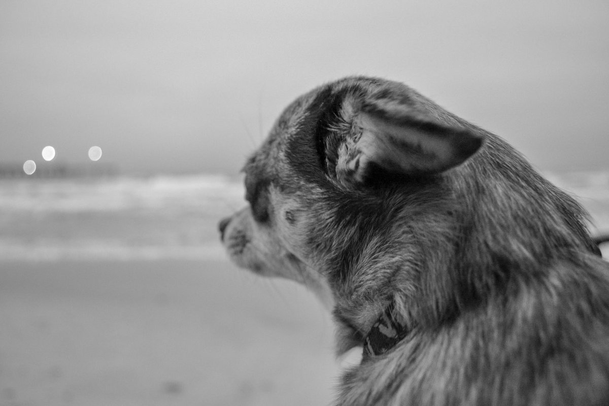 My Dog Glitzy buff.ly/2sPakjj