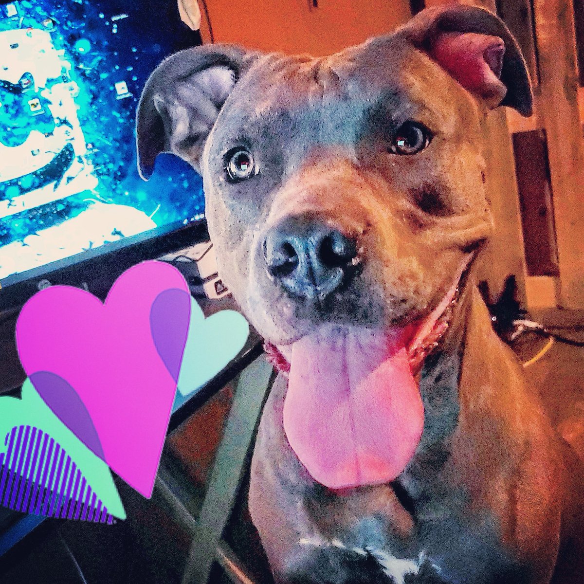 My Princess Bella💜
#bluenosepitbull #numberonebreed