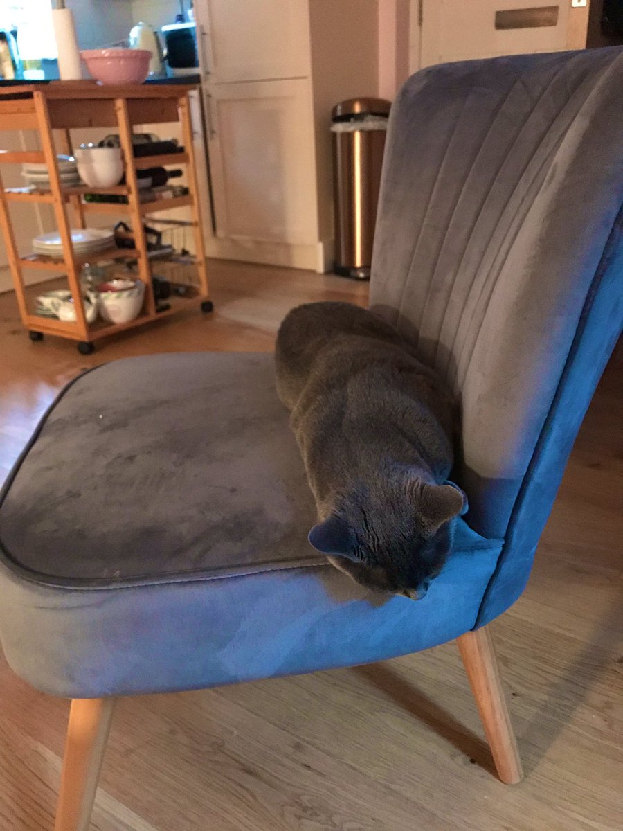 Anyone else sleep in weird positions? Iβve been asleep like this for ages! π€£#WhiskersWednesday #greycat