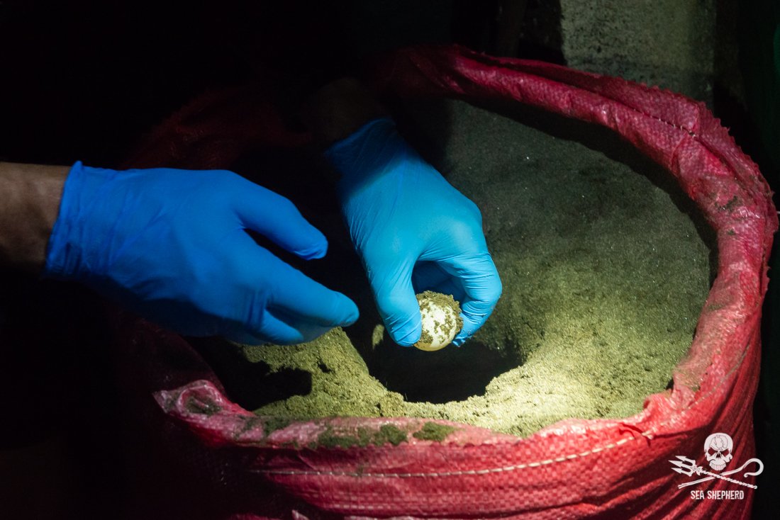 Sea Shepherd US tweet media