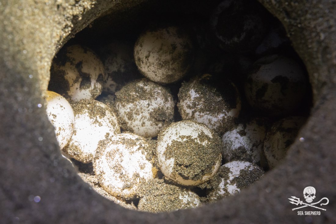 Sea Shepherd US tweet media