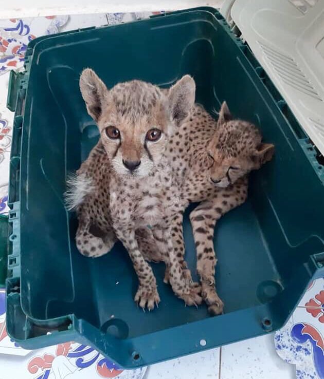 Op4Cheetahs's tweet photo. Cheetah cubs are still being smuggled to the Middle East and sold as pets! Most will die on route! Why is nothing being done to STOP this! 
#IWT #WildlifeCrime #UAE #SaudiArabia #kuwait #Interpol #RacingExtinction https://t.co/hbDhuSA0zQ