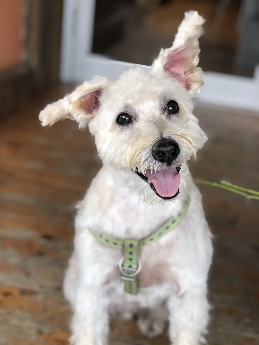 MyDogsCafe's tweet photo. Happy as a clam at our #dogcafe on #LockeStreet.  Open today until 6 pm. #coolinside #mydogscafe #HamOnt #lockestshops #dogfriendly https://t.co/CcIZGx6gPe