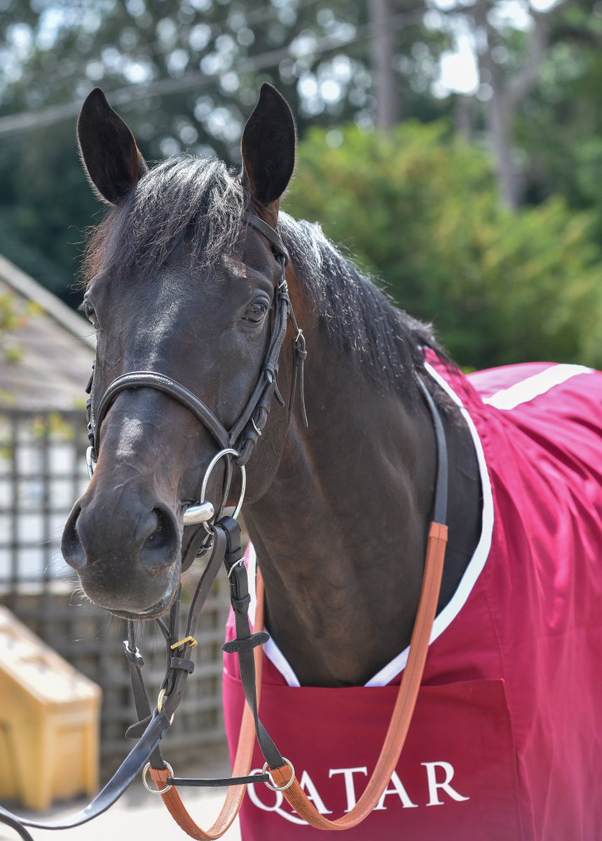 RacenewsService's tweet photo. Johnston targeting 2019 Qatar Goodwood Festival glory with classy team @Goodwood_Races #DeeExBee https://t.co/x7Tg1OoKqP https://t.co/ux9C3WYaPw