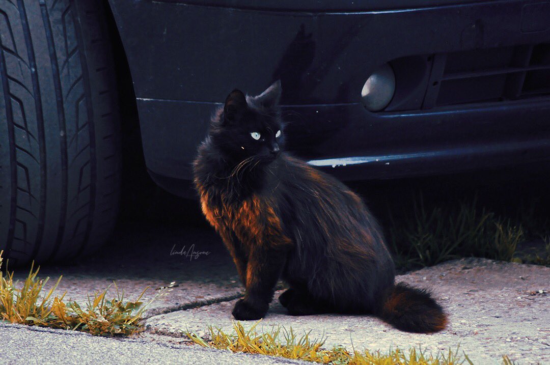 mindthegaap_'s tweet image. &amp;gt;uwu&amp;lt;