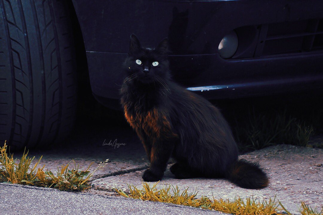 mindthegaap_'s tweet image. &amp;gt;uwu&amp;lt;