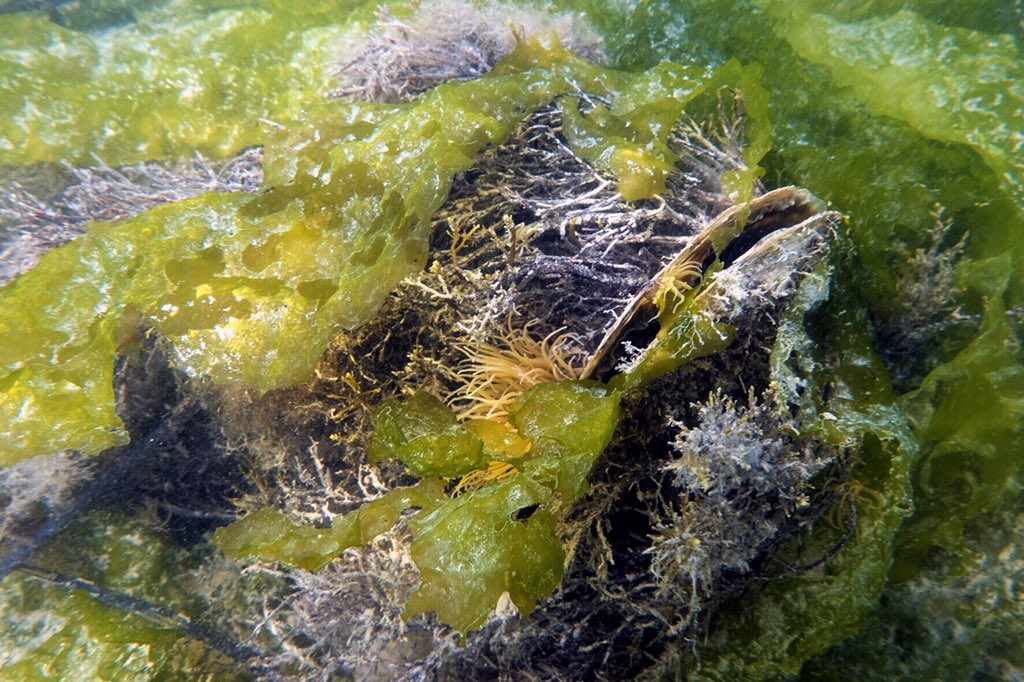 CoastObsProject's tweet image. Have you seen this part of #Venice? 🌊 The rare giant mussel, Pinna nobilis, is found only in the #Mediterranean #Sea. It is one of the largest #bivalves in the world, growing to 120 cm long. 💦 The giant bivalve lives on soft bottoms like #sand, #seagrass, #meadows and #mud. 😍
