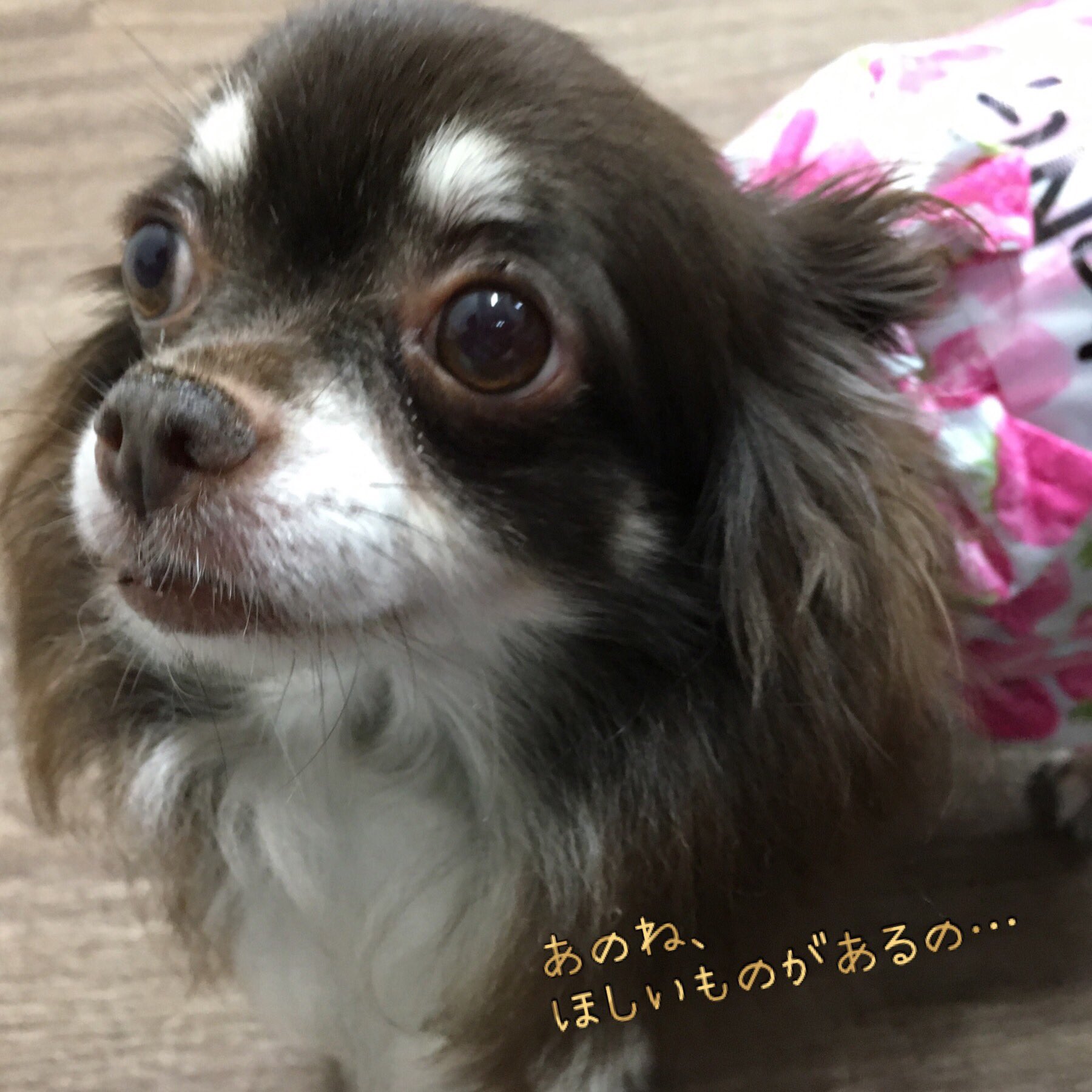 保護犬カフェ 立川店 西八王子店と共同で Amazonのほしいものリストを 更新させていただきました T Co Mryqapurow スリングにつきまして T Co Fzpeg8ucw1 ご協力を宜しくお願い致します 保護犬カフェ立川店 保護犬