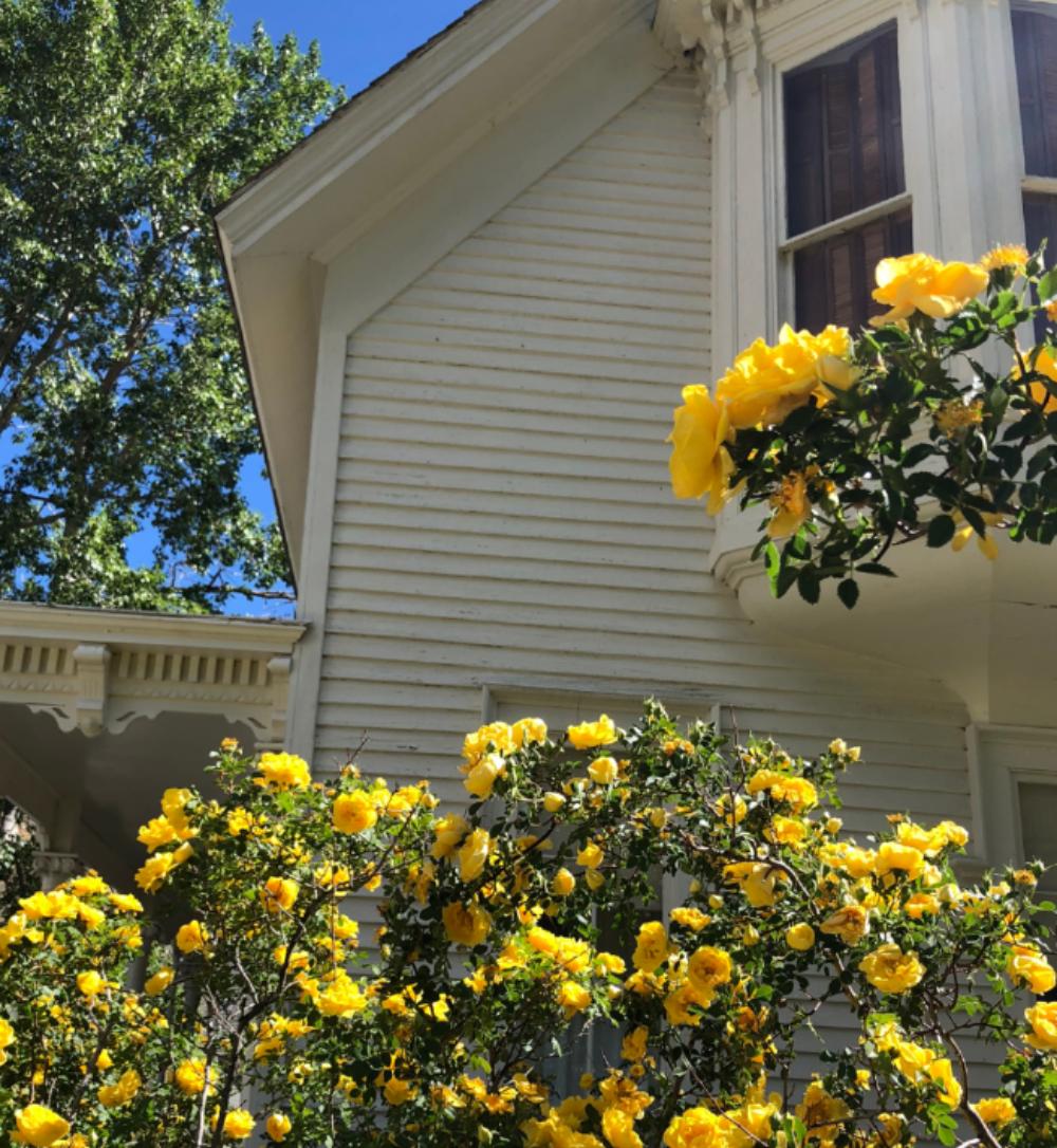 HamillHouse's tweet photo. The Harrison #rose is in full bloom in the Hamill House garden. Introduced to Colorado in the 1860's it is the only rose that grows above 8,500 feet. @VisitClearCreek #victoriangarden #yellowroses @theknot #weddingbouquet https://t.co/LzmcBMfXeN