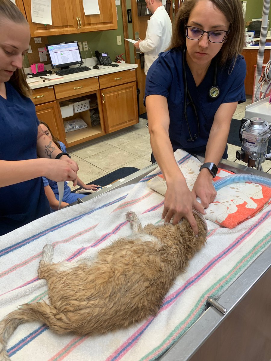 IFD_NEWS's tweet photo. In partnership w/ Noah’s Animal Hospital and Indy CARES, pets sustaining injury as a result of an incident are transported by #IFD & provided immediate care at one of Noah’s Indy locations. #PartnershipAtWork https://t.co/IiZLylgsqD