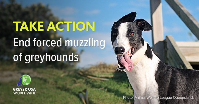 GREY2KUSA's tweet photo. TAKE ACTION FOR GREYHOUNDS — Please ask officials to amend the Dog Act to remove misguided, breed-specific language requiring greyhound muzzling in Western Australia. Learn more: https://t.co/3ZJ20WzFJj #greyhounds https://t.co/ysbKhqzD51