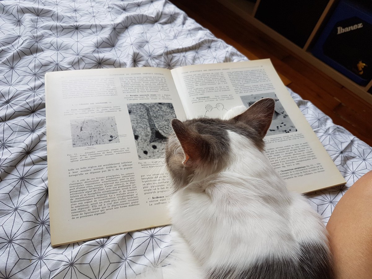 Path_a_tarte's tweet image. #StudyingHard #Neuropath #FelineHelp #MéméAChat #TooManyHashtags