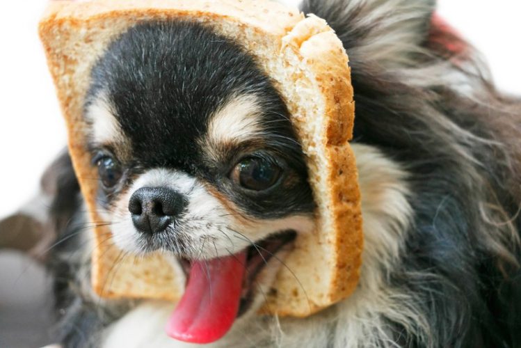 Собака хлебов ольги. Собака ест хлеб. Собачка в хлебушке. Можно ли кормить собаку хлебом. Собака хлеб.