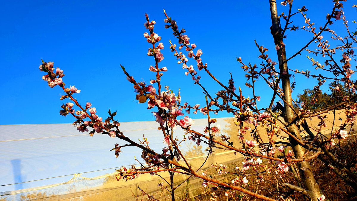Organo_Group's tweet photo. Blossoms on our Organic peaches. We are excited about the coming fruit season- just around the corner https://t.co/K0h58y7oP8