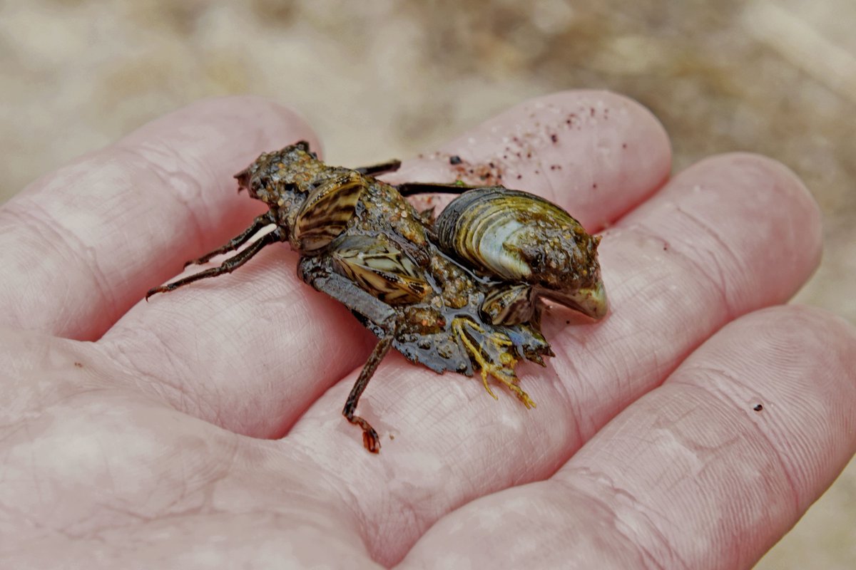 Has anyone heard of Dreissena polymorpha aka Zebra Mussel? They can be found right here in our Leech Lake waters! They are starting to kill dragonflies! LLTC offers a course called Freshwater Studies. Come join us in the fall!
#STEM #COMEFINDYOURPLACE #AIS #FRESHWATERSTUDIES