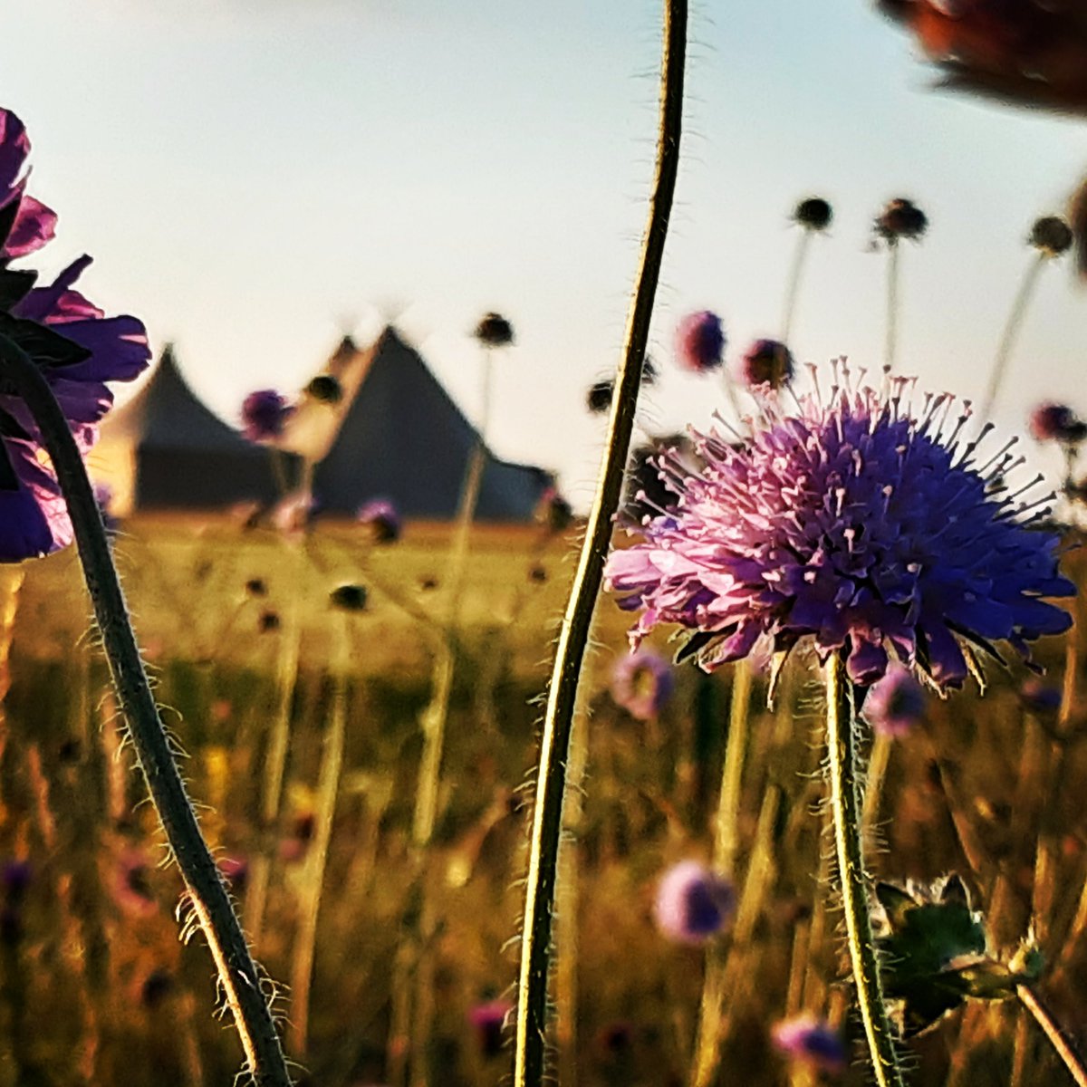 There is something about our new tipis and our wildflowers that make the heart sing. Looking for a unique space for a party, conference or mini festival? We are open for business! #partiesinpastures <a href="/KataTipis/">KataTipis</a> @hitchedcouk #cotswoldweddings