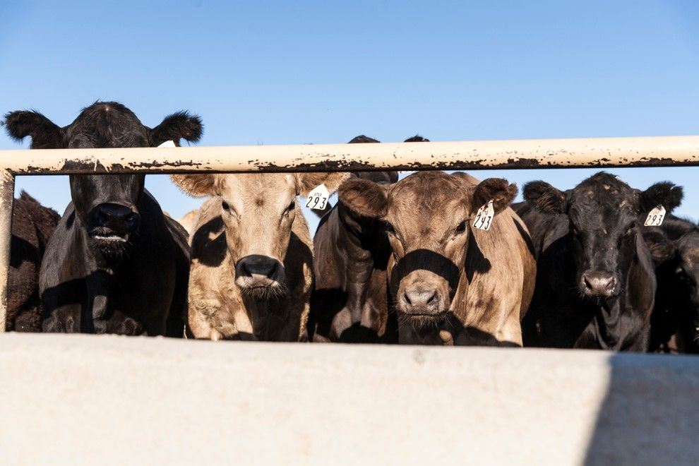 cattlefax's tweet photo. The #fedcattle cash market rallied $2 to $3/cwt. last week with live-basis trade averaging $112.77. Packer margins are getting more compressed with weaker #beefcutout values and higher #cattleprices. https://t.co/YNzErAUriU https://t.co/dScSgV1RKm