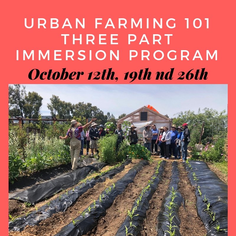 There are still some spots left for the Urban Farming course held on our certified organic farm in Mt. Hope San Diego. Sign up today and become a serious grower!
sandiegoseedcompany.com/events
#newfarmer #urbanfarmer #learntogrow #beginnergardener  #organicgardening #gardeningclasse